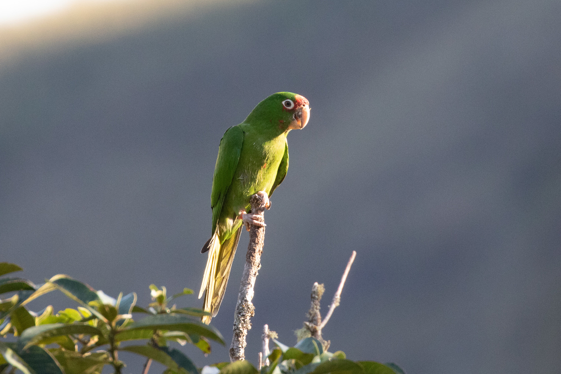 Mitred parakeet (Psittacara mitratus) Huembo Lodge, Amazonas, Peru. Jan 22, 2021 Geotagged,Mitred parakeet,Peru,Psittacara mitratus,Summer