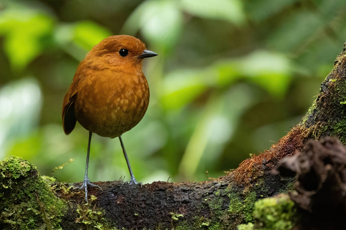 Chestnut antpitta (Grallaria blakei) Owlet Lodge, Amazonas, Peru. Oct 17, 2022 Chestnut antpitta,Geotagged,Grallaria blakei,Peru,Spring