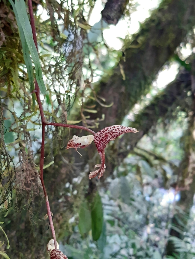 Gongora quinquenervis (Orchidaceae) PNYC - Huampal, Pasco, Peru. Jul 23, 2020 Geotagged,Gongora quinquenervis,Peru,Winter