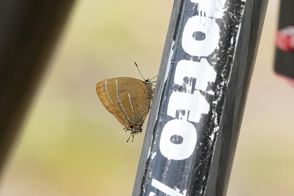 Theclopsis aurina (Lycaenidae) Fundo Alto Nieva, Amazonas, Peru. Oct 16, 2022 Geotagged,Peru,Spring,Theclopsis aurina