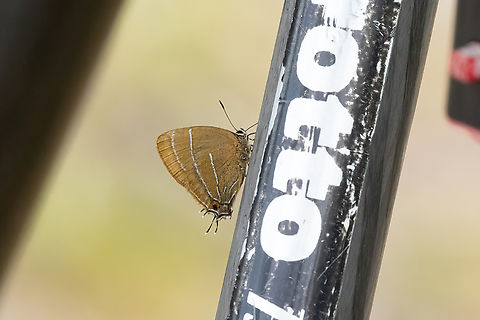 Theclopsis aurina (Lycaenidae) Fundo Alto Nieva, Amazonas, Peru. Oct 16, 2022 Geotagged,Peru,Spring,Theclopsis aurina