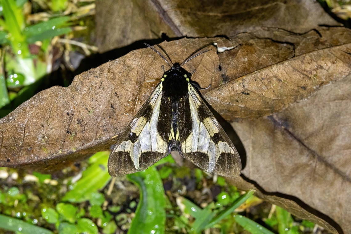 Dysschema porioni (Erebidae) Owlet Lodge, Amazonas, Peru. Oct 16, 2022 Dysschema porioni,Geotagged,Peru,Spring