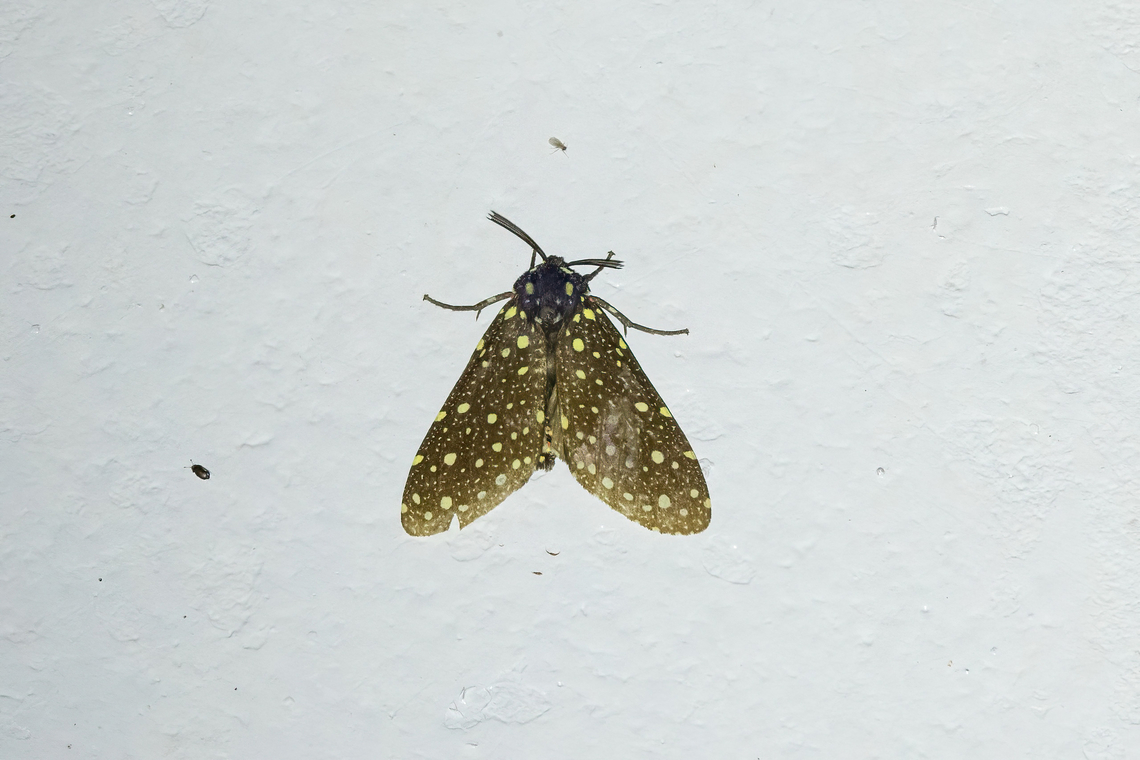 Bernathonomus piperita (Erebidae) Owlet Lodge, Amazonas, Peru. Oct 16, 2022 Bernathonomus piperita,Geotagged,Peru,Spring
