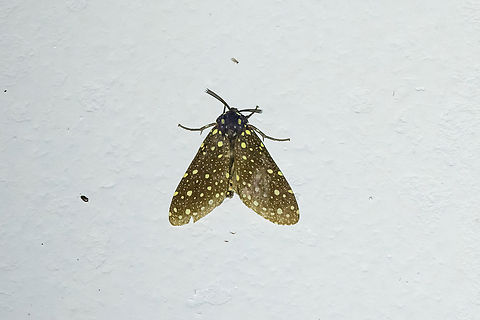 Bernathonomus piperita (Erebidae) Owlet Lodge, Amazonas, Peru. Oct 16, 2022 Bernathonomus piperita,Geotagged,Peru,Spring