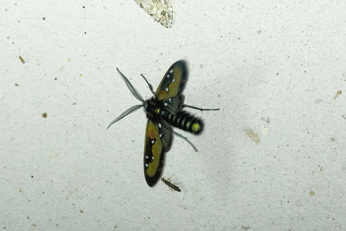 Chrysocale regalis (Erebidae) Owlet Lodge, Amazonas, Peru. Oct 16, 2022 Chrysocale regalis,Geotagged,Peru,Spring