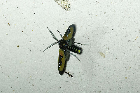 Chrysocale regalis (Erebidae) Owlet Lodge, Amazonas, Peru. Oct 16, 2022 Chrysocale regalis,Geotagged,Peru,Spring