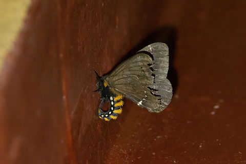 Pseudodirphia niceros (Saturniidae) Owlet Lodge, Amazonas, Peru. Oct 16, 2022 Geotagged,Peru,Pseudodirphia niceros,Spring