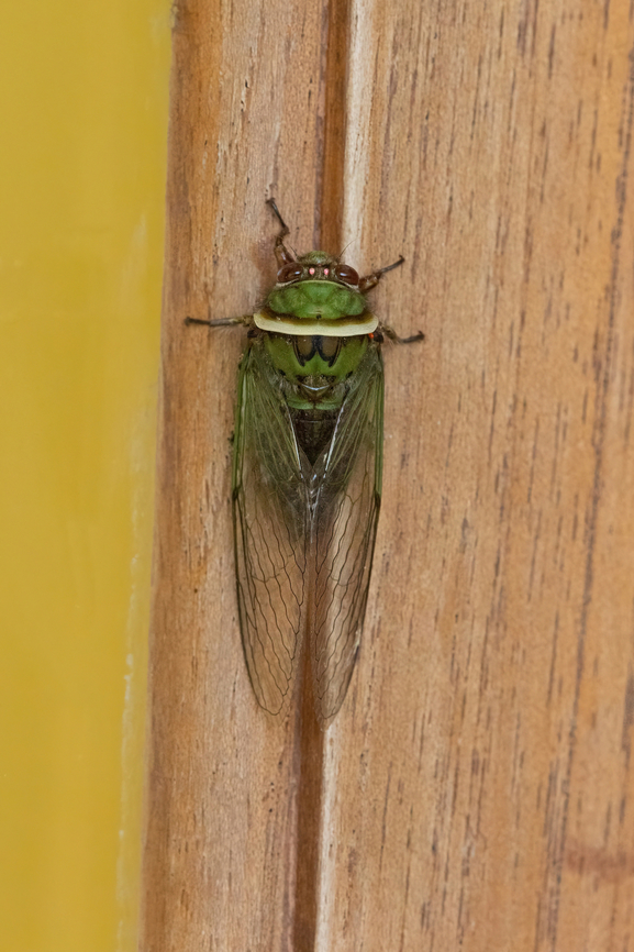 Carineta bitorquata (Cicadidae) Owlet Lodge, Amazonas, Peru. Oct 17, 2022 Carineta bitorquata,Geotagged,Peru,Spring