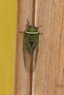 Carineta bitorquata (Cicadidae) Owlet Lodge, Amazonas, Peru. Oct 17, 2022 Carineta bitorquata,Geotagged,Peru,Spring