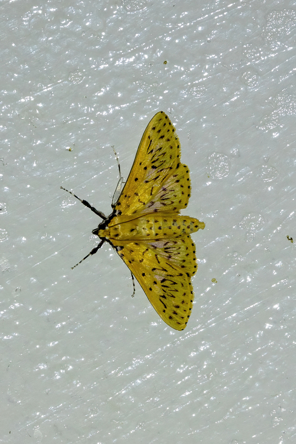 Polygrammodes runicalis (Crambidae) Owlet Lodge, Amazonas, Peru. Oct 17, 2022 Geotagged,Peru,Polygrammodes runicalis,Spring