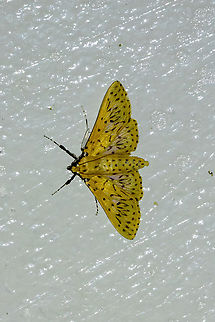 Polygrammodes runicalis (Crambidae) Owlet Lodge, Amazonas, Peru. Oct 17, 2022 Geotagged,Peru,Polygrammodes runicalis,Spring