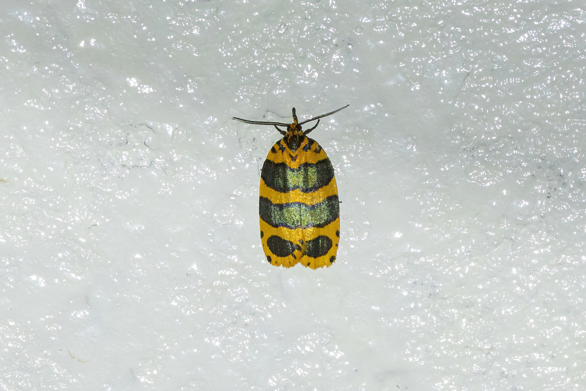 Pseudatteria cantharopa (Tortricidae) Owlet Lodge, Amazonas, Peru. Oct 17, 2022 Geotagged,Peru,Pseudatteria cantharopa,Spring