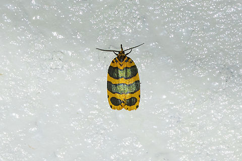 Pseudatteria cantharopa (Tortricidae) Owlet Lodge, Amazonas, Peru. Oct 17, 2022 Geotagged,Peru,Pseudatteria cantharopa,Spring