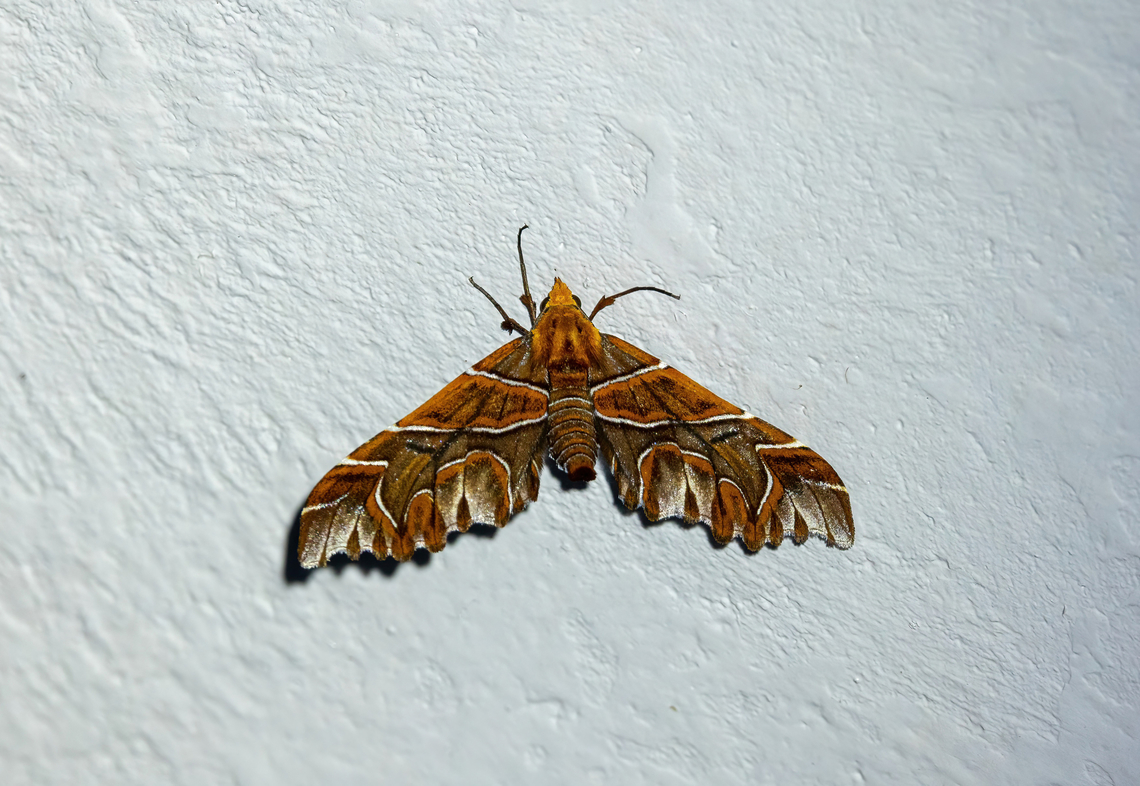 The Magician (Monarcha magicaria) Owlet Lodge, Amazonas, Peru. Oct 17, 2022 Geotagged,Monarcha magicaria,Peru,Spring,The Magician