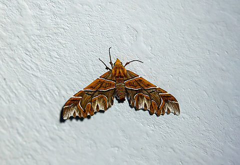 The Magician (Monarcha magicaria) Owlet Lodge, Amazonas, Peru. Oct 17, 2022 Geotagged,Monarcha magicaria,Peru,Spring,The Magician