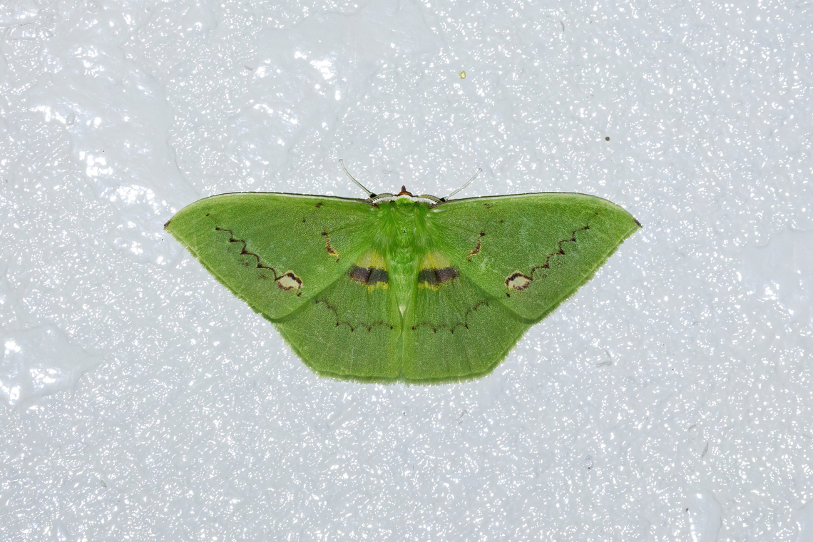 Rhodochlora endognoma (Geometridae) Owlet Lodge, Amazonas, Peru. Oct 17, 2022 Geotagged,Peru,Rhodochlora endognoma,Spring