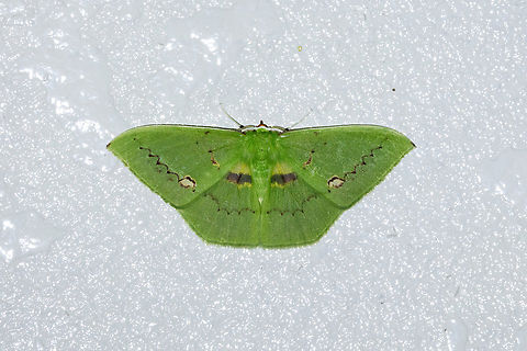 Rhodochlora endognoma (Geometridae) Owlet Lodge, Amazonas, Peru. Oct 17, 2022 Geotagged,Peru,Rhodochlora endognoma,Spring