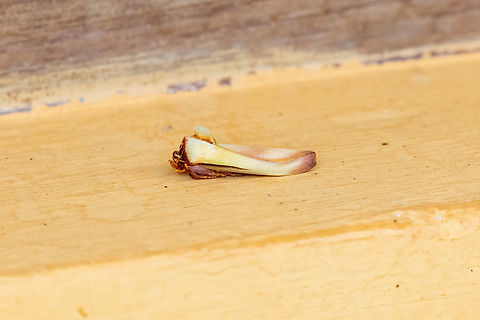 Halysidota roseofasciata (Erebidae) Owlet Lodge, Amazonas, Peru. Oct 17, 2022 Geotagged,Halysidota roseofasciata,Peru,Spring