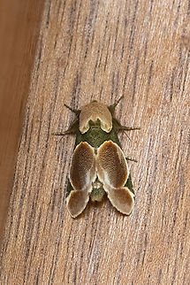 Bellonina botis (Notodontidae) Owlet Lodge, Amazonas, Peru. Oct 17, 2022 Bellonina botis,Geotagged,Peru,Spring