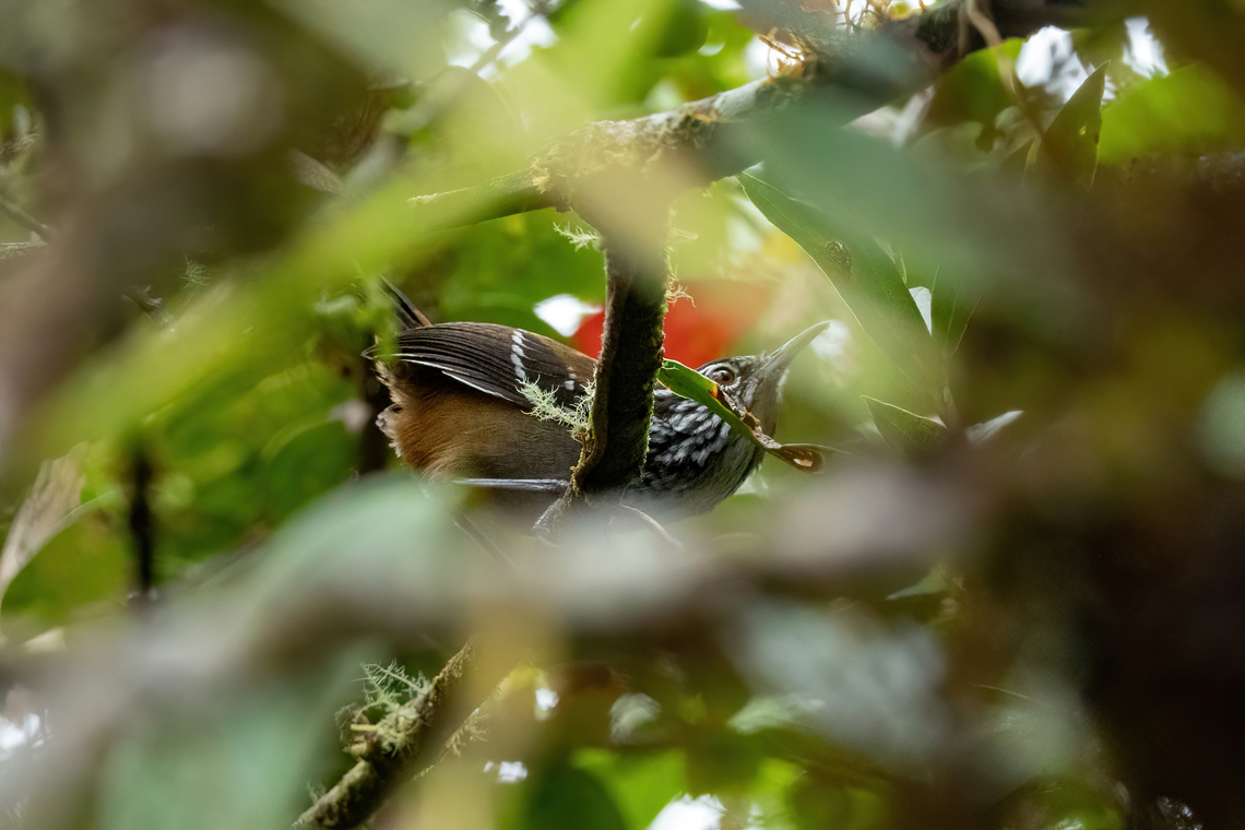 Bar-winged wood wren (Henicorhina leucoptera) BP Alto Mayo, Amazonas, Peru. Oct 17, 2022 Bar-winged wood wren,Geotagged,Henicorhina leucoptera,Peru,Spring