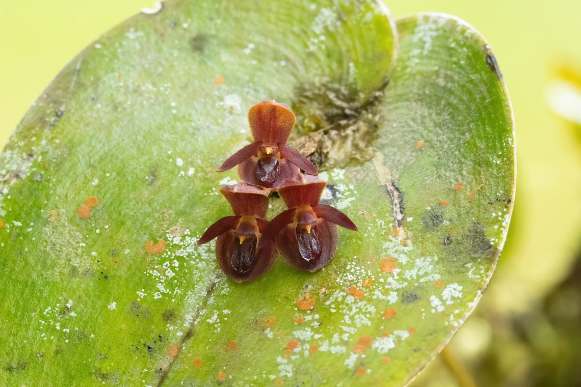 Pleurothallis monocardia (Orchidaceae) Owlet Lodge, Amazonas, Peru. Oct 17, 2022 Geotagged,Peru,Pleurothallis monocardia,Spring