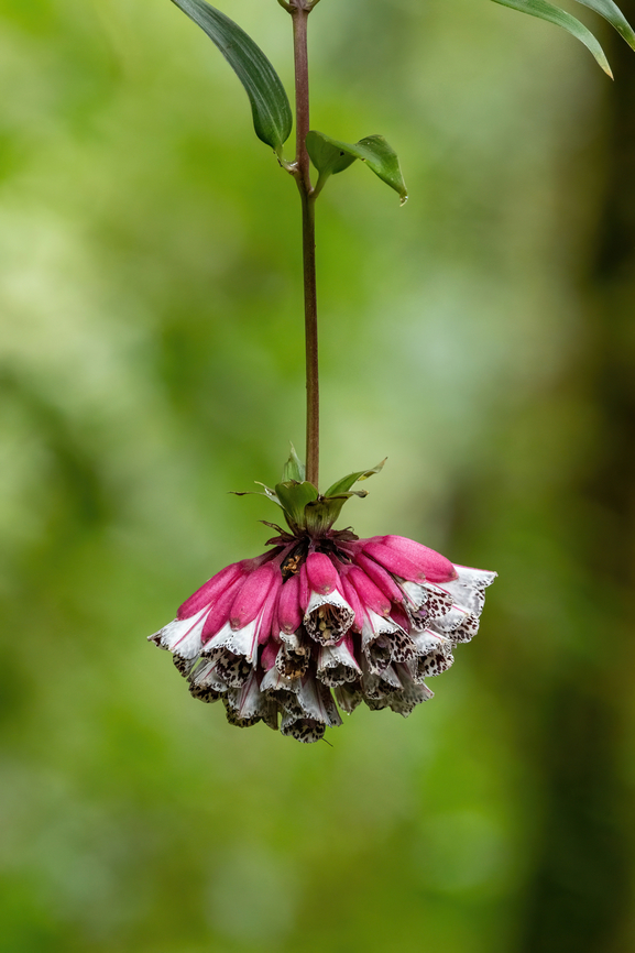Bomarea pardina (Alstroemeriaceae) Owlet Lodge, Amazonas, Peru. Oct 17, 2022 Bomarea pardina,Geotagged,Peru,Spring