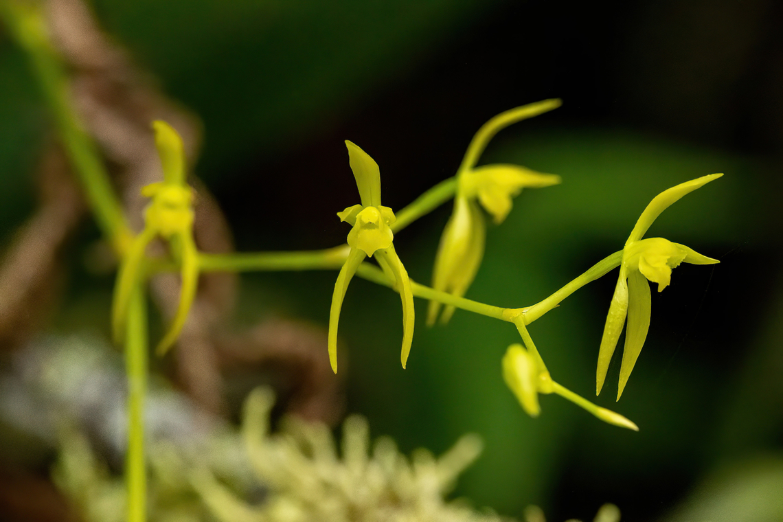 Oliveriana brevilabia (Orchidaceae) Owlet Lodge, Amazonas, Peru. Oct 17, 2022 Geotagged,Oliveriana brevilabia,Peru,Spring