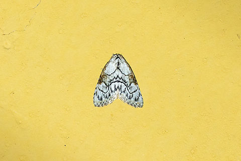 Meganola sp. Owlet Lodge, Amazonas, Peru. Oct 17, 2022 Geotagged,Peru,Spring