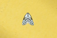 Meganola sp. Owlet Lodge, Amazonas, Peru. Oct 17, 2022 Geotagged,Peru,Spring