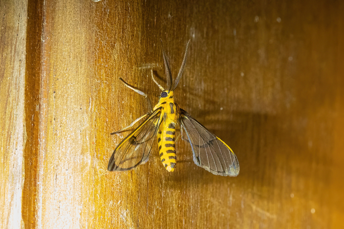 Cosmosoma sp. Owlet Lodge, Amazonas, Peru. Oct 17 2022 Geotagged,Peru,Spring
