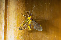 Cosmosoma sp. Owlet Lodge, Amazonas, Peru. Oct 17 2022 Geotagged,Peru,Spring