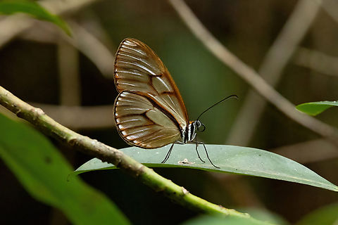 Athesis vitrala (Nymphalidae) Amazilia Bioreserva, Amazonas, Peru. Dec 17, 2022 Athesis vitrala,Geotagged,Peru,Spring