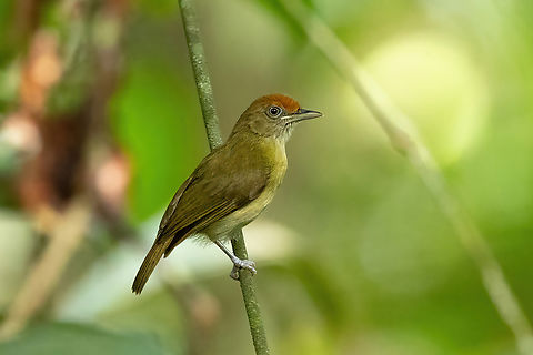 Tawny-crowned greenlet (Tunchiornis ochraceiceps) Allpahuayo Research Center, Loreto, Peru. Nov 16, 2022 Geotagged,Peru,Spring,Tawny-crowned greenlet,Tunchiornis ochraceiceps