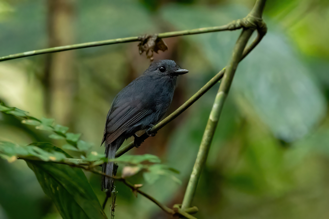 Cinereous antshrike (Thamnomanes caesius) - male Allpahuayo Research Center, Loreto, Peru. Nov 16, 2022 Cinereous antshrike,Geotagged,Peru,Spring,Thamnomanes caesius