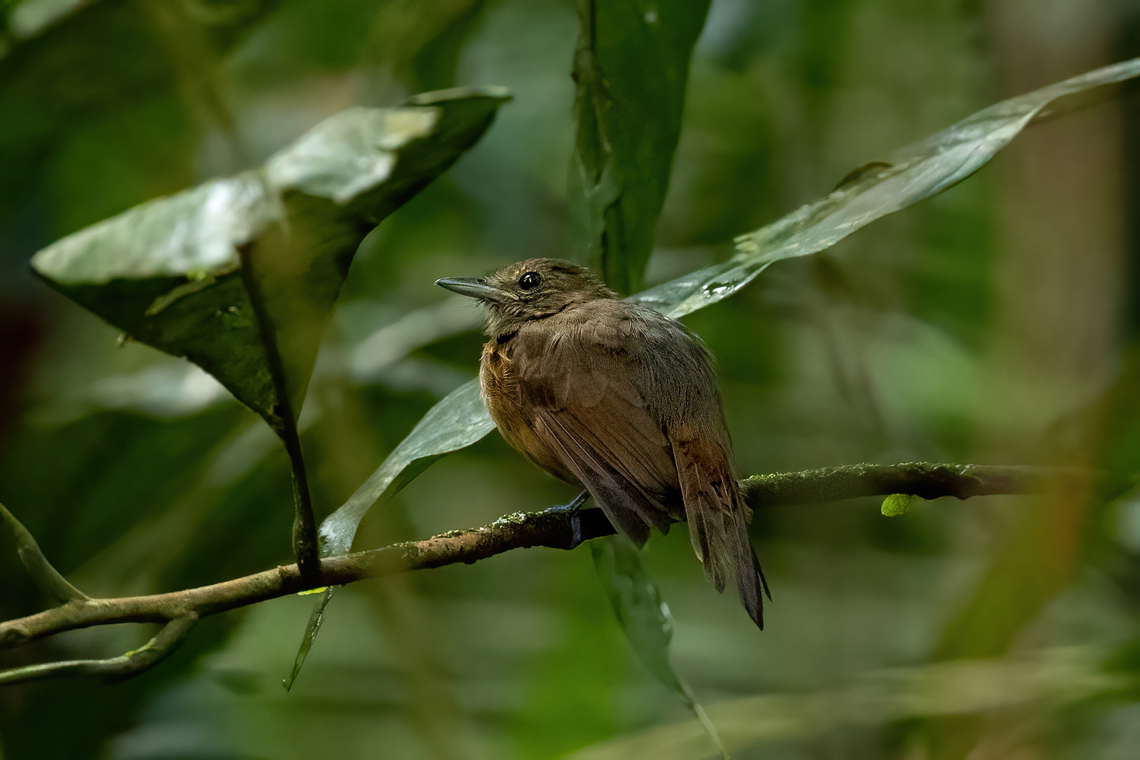 Cinereous antshrike (Thamnomanes caesius) - female Allpahuayo Research Center, Loreto, Peru. Nov 16, 2022 Cinereous antshrike,Geotagged,Peru,Spring,Thamnomanes caesius