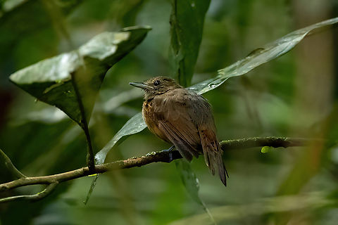 Cinereous antshrike (Thamnomanes caesius) - female Allpahuayo Research Center, Loreto, Peru. Nov 16, 2022 Cinereous antshrike,Geotagged,Peru,Spring,Thamnomanes caesius
