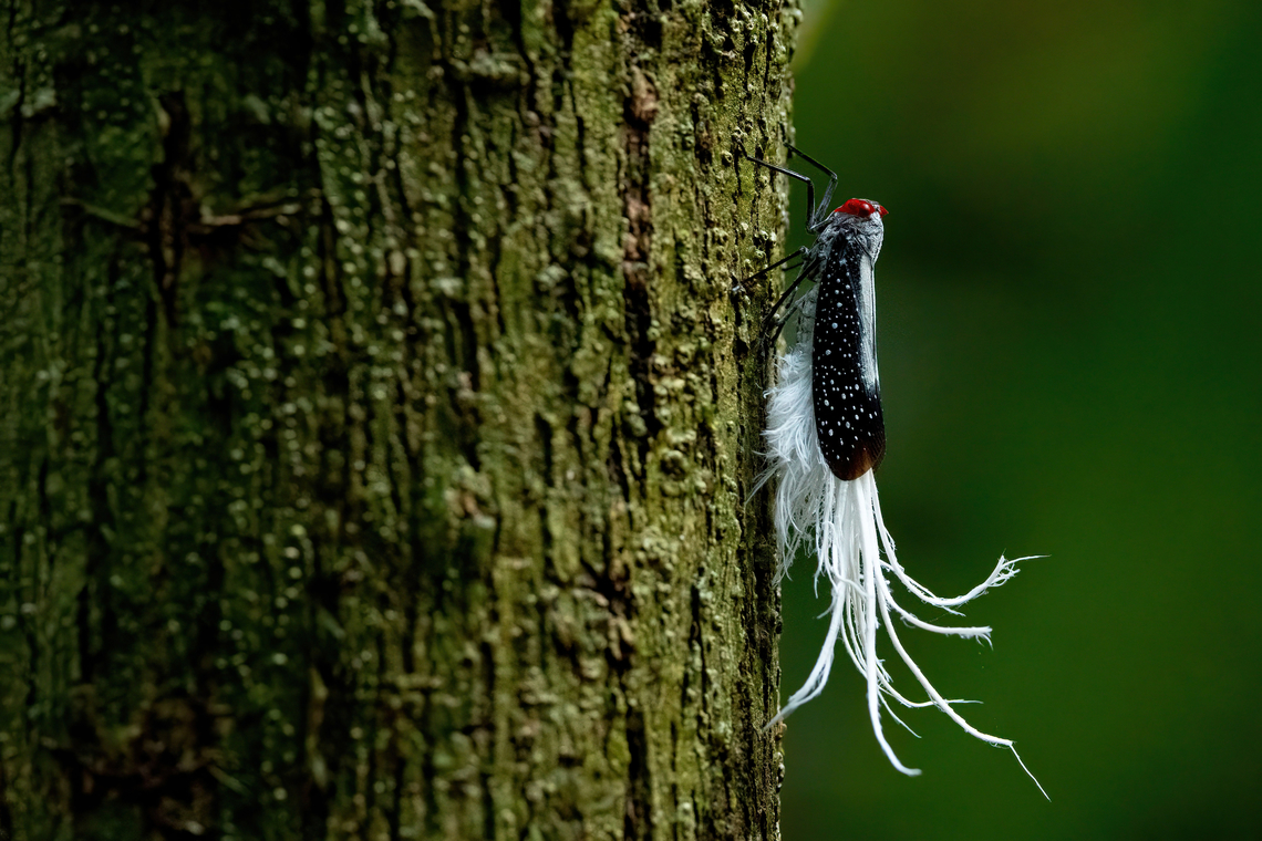 Red-dotted Planthopper (Lystra lanata) Allpahuayo Research Center, Loreto, Peru. Nov 16, 2022 Geotagged,Lystra lanata,Peru,Red-dotted Planthopper,Spring