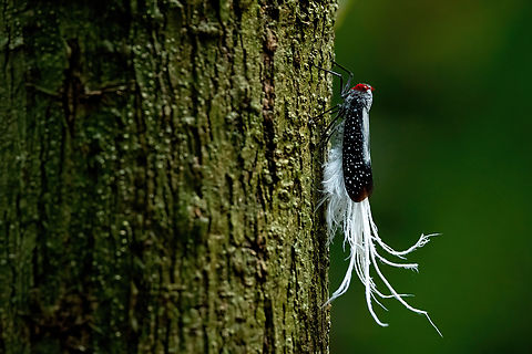 Red-dotted Planthopper (Lystra lanata) Allpahuayo Research Center, Loreto, Peru. Nov 16, 2022 Geotagged,Lystra lanata,Peru,Red-dotted Planthopper,Spring