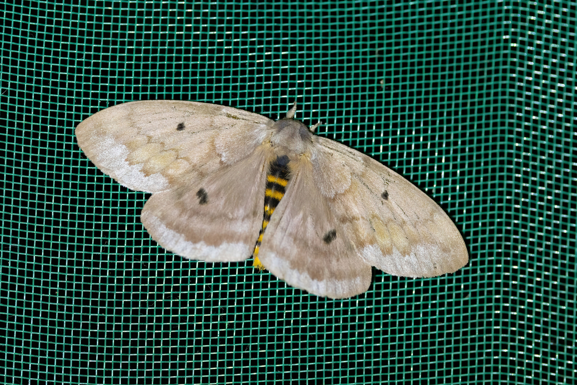 Periphoba hircia (Saturniidae) Allpahuayo Research Center, Loreto, Peru. Nov 16, 2022 Geotagged,Periphoba hircia,Peru,Spring