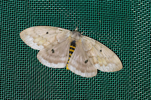 Periphoba hircia (Saturniidae) Allpahuayo Research Center, Loreto, Peru. Nov 16, 2022 Geotagged,Periphoba hircia,Peru,Spring