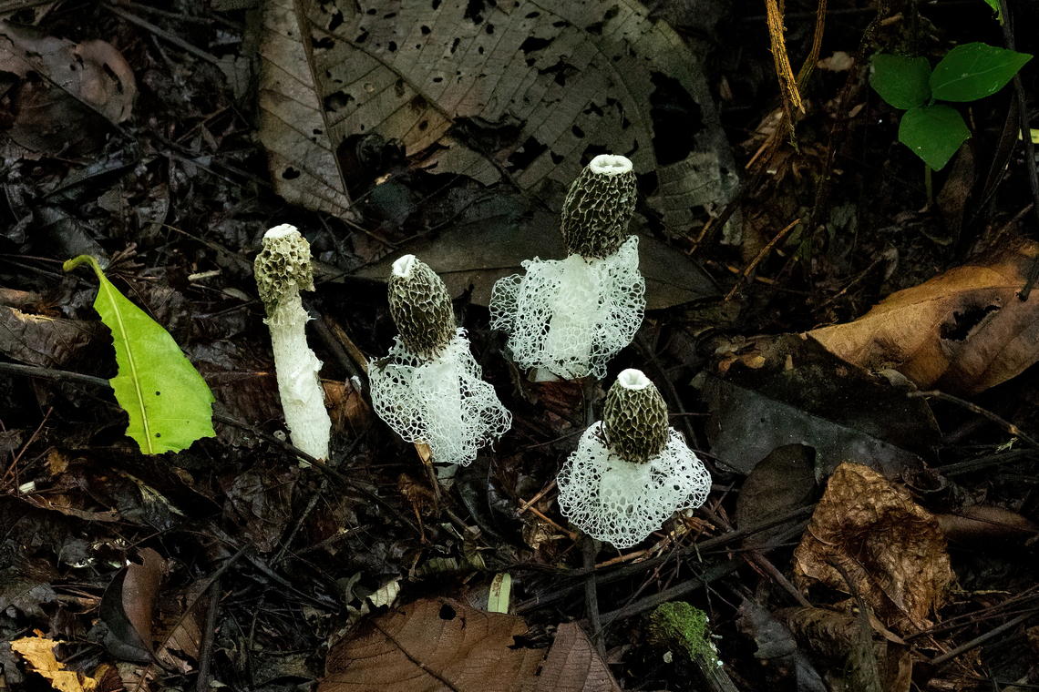 Bridal Veil Stinkhorn (Phallus indusiatus) Allpahuayo Research Center, Loreto, Peru. Nov 17, 2022 Bamboo fungus,Geotagged,Peru,Phallus indusiatus,Spring