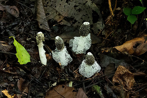 Bridal Veil Stinkhorn (Phallus indusiatus) Allpahuayo Research Center, Loreto, Peru. Nov 17, 2022 Bamboo fungus,Geotagged,Peru,Phallus indusiatus,Spring