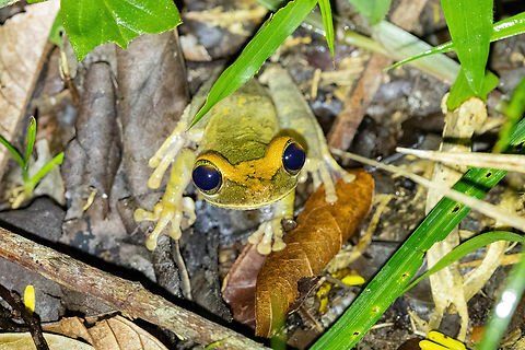 Rio Napo Spiny-backed Frog (Osteocephalus deridens) Allpahuayo Research Center, Loreto, Peru. Nov 16, 2022 Geotagged,Osteocephalus deridens,Peru,Rio Napo Spiny-backed Frog,Spring