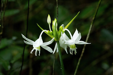 Amazon Lily