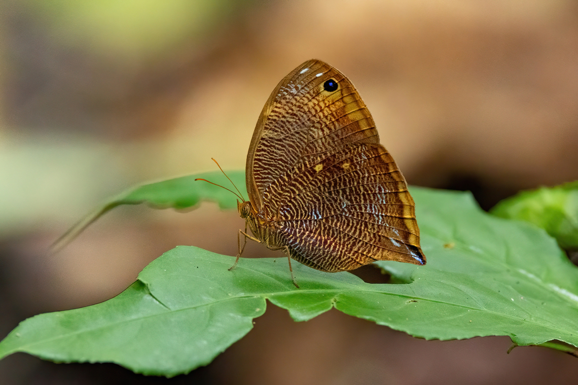 Uncertain Owlet (Bia actorion) Allpahuayo Research Center, Loreto, Peru. Nov 17, 2022 Bia actorion,Geotagged,Peru,Spring,Uncertain owlet