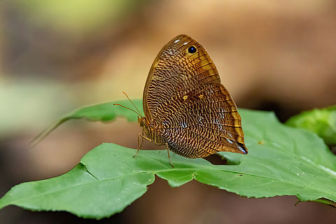 Uncertain Owlet (Bia actorion) Allpahuayo Research Center, Loreto, Peru. Nov 17, 2022 Bia actorion,Geotagged,Peru,Spring,Uncertain owlet