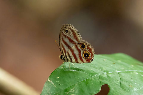 Euptychia picea (Nymphalidae) Allpahuayo Research Center, Loreto, Peru. Nov 17, 2022 Euptychia picea,Geotagged,Peru,Spring