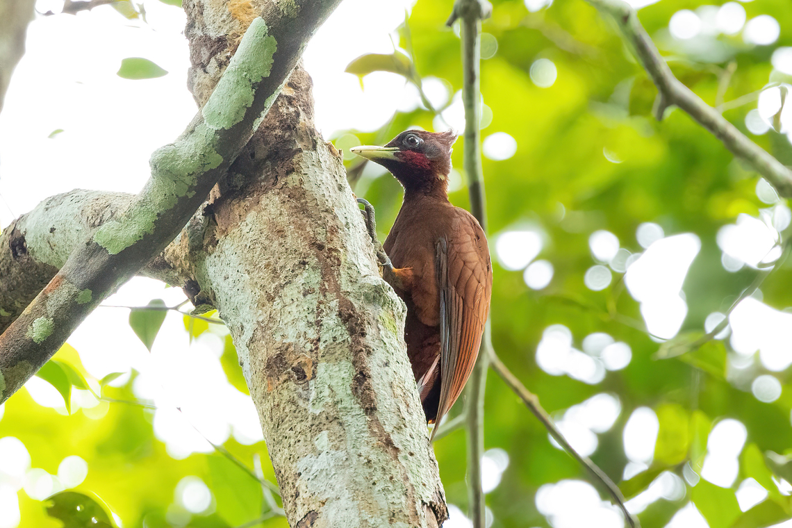 Chestnut woodpecker (Celeus elegans) Allpahuayo Research Center, Loreto, Peru. Nov 17, 2022 Celeus elegans,Chestnut woodpecker,Geotagged,Peru,Spring