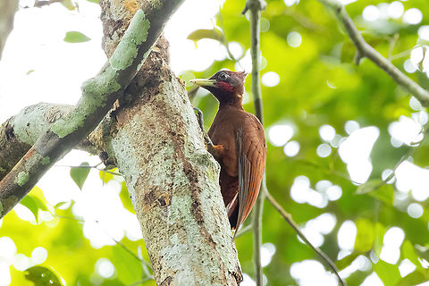 Chestnut woodpecker (Celeus elegans) Allpahuayo Research Center, Loreto, Peru. Nov 17, 2022 Celeus elegans,Chestnut woodpecker,Geotagged,Peru,Spring