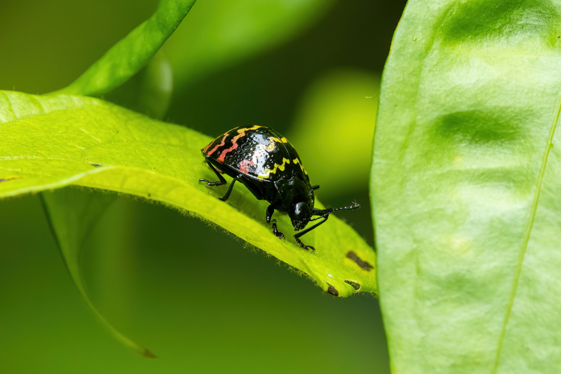 Erotylus parvus (Erotylidae) Allpahuayo Research Center, Loreto, Peru. Nov 17, 2022 Erotylus parvus,Geotagged,Peru,Spring